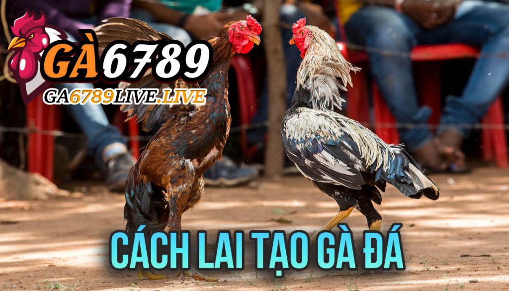 Bí Quyết Cách Lai Tạo Gà Đá Đỉnh Cao Từ Ga6789