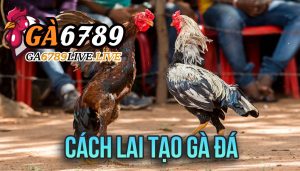 Bí Quyết Cách Lai Tạo Gà Đá Đỉnh Cao Từ Ga6789
