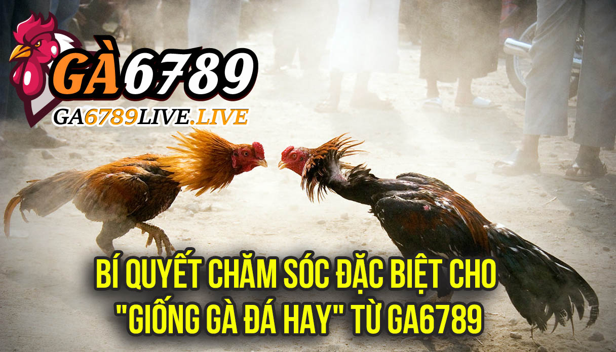 Bí Quyết Chăm Sóc Đặc Biệt Cho "Giống Gà Đá Hay" Từ Ga6789