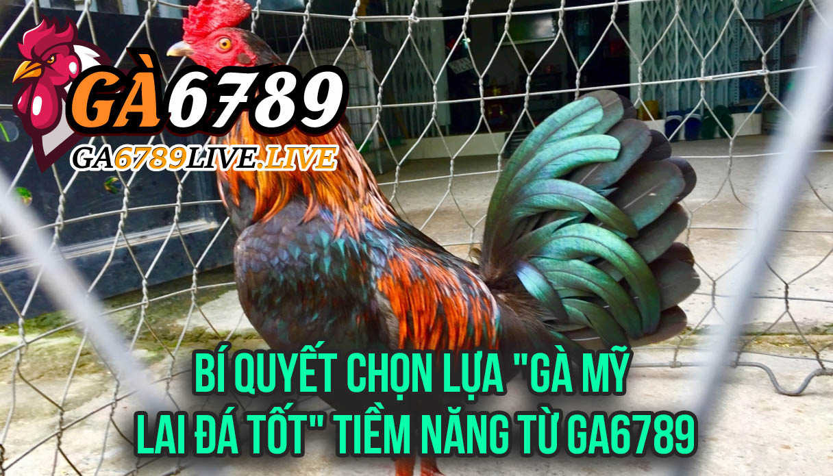 Bí Quyết Chọn Lựa "Gà Mỹ Lai Đá Tốt" Tiềm Năng Từ Ga6789