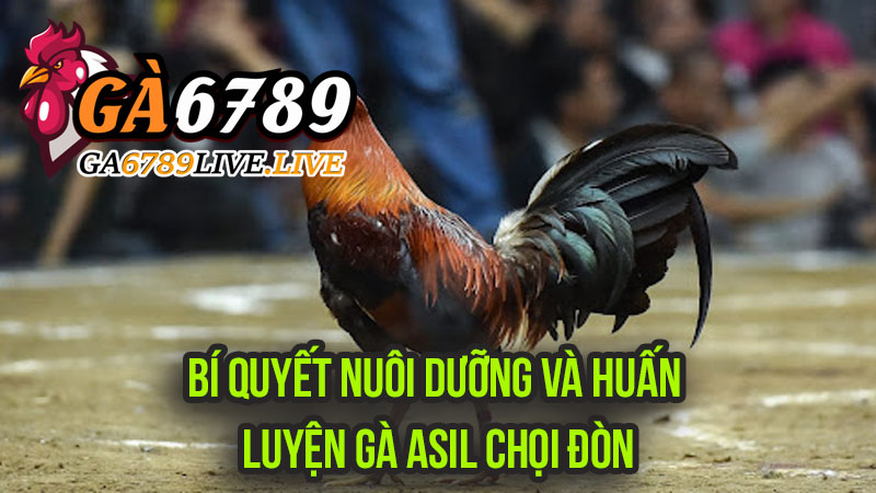 Bí Quyết Nuôi Dưỡng và Huấn Luyện Gà Asil Chọi Đòn Để Trở Thành "Chiến Binh Thép"