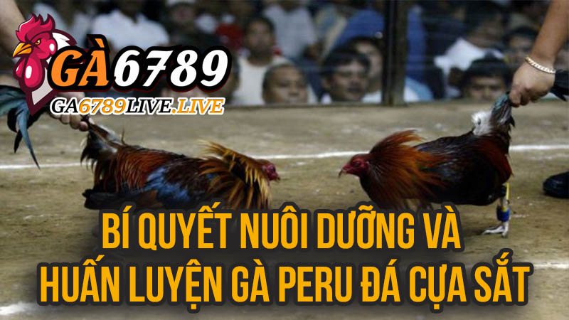 Bí Quyết Nuôi Dưỡng và Huấn Luyện Gà Peru Đá Cựa Sắt