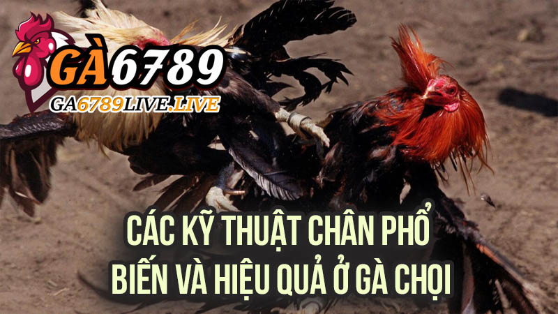 Các Kỹ Thuật Chân Gà Chọi Phổ Biến và Hiệu Quả