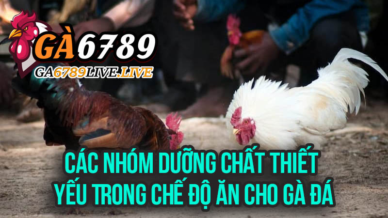 Các Nhóm Dưỡng Chất Thiết Yếu Trong Chế Độ Ăn Cho Gà Đá
