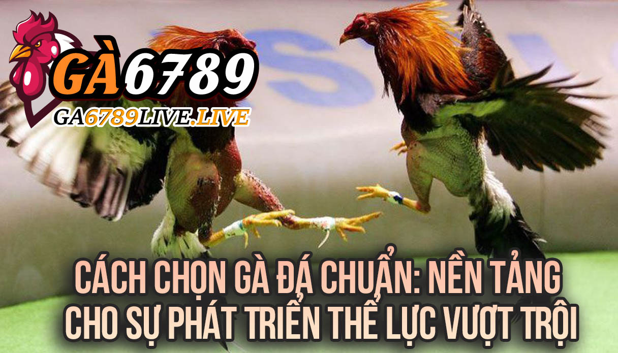 Cách Chọn Gà Đá Chuẩn Nền Tảng Cho Sự Phát Triển Thể Lực Vượt Trội