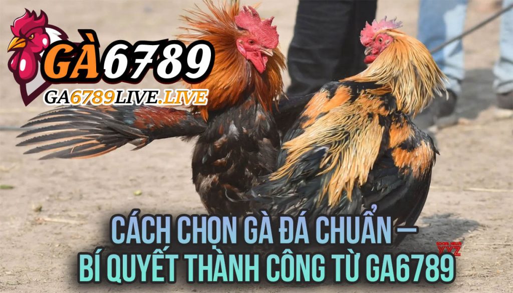 Cách Chọn Gà Đá Chuẩn – Bí Quyết Thành Công Từ Ga6789