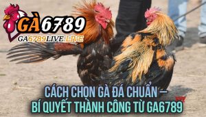 Cách Chọn Gà Đá Chuẩn – Bí Quyết Thành Công Từ Ga6789
