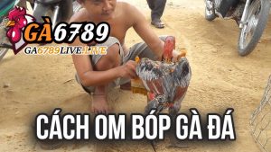 Cách Om Bóp Gà Đá