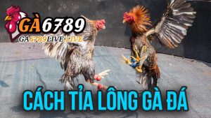 Cách Tỉa Lông Gà Đá