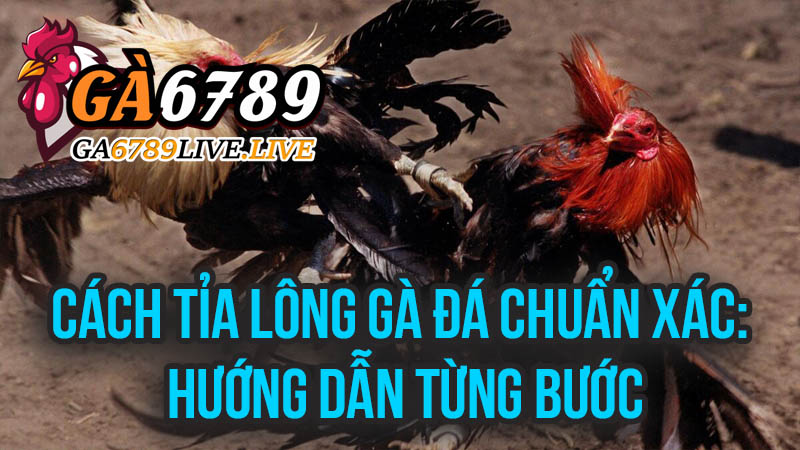 Cách Tỉa Lông Gà Đá Chuẩn Xác: Hướng Dẫn Từng Bước