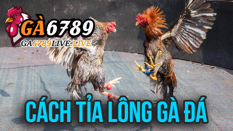 Cách Tỉa Lông Gà Đá