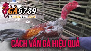 Cách Vần Gà Hiệu Quả