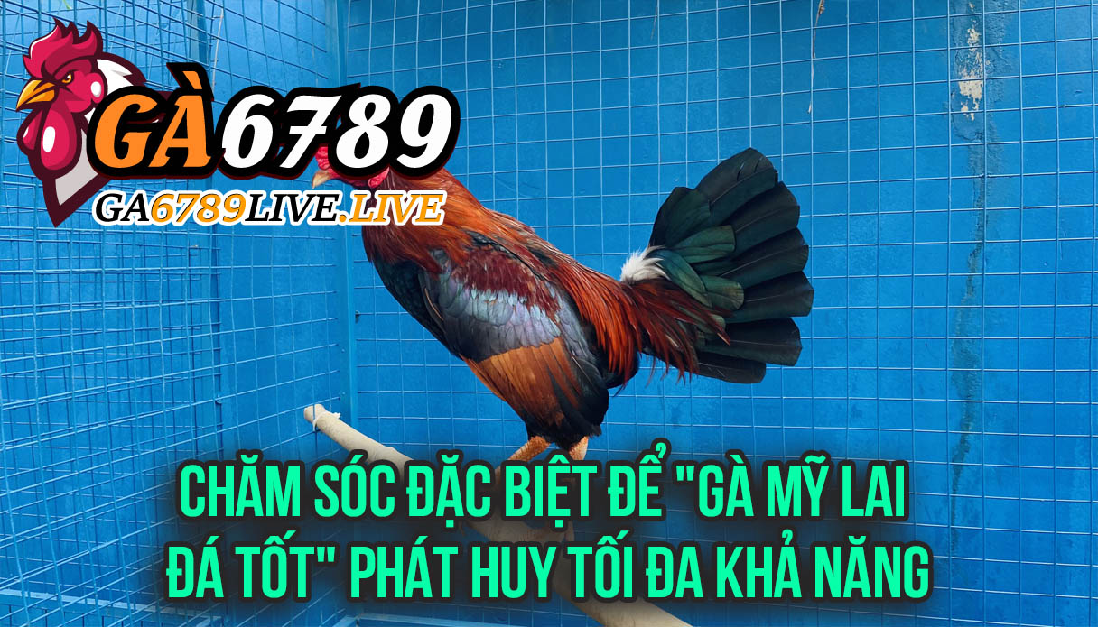 Chăm Sóc Đặc Biệt Để "Gà Mỹ Lai Đá Tốt" Phát Huy Tối Đa Khả Năng