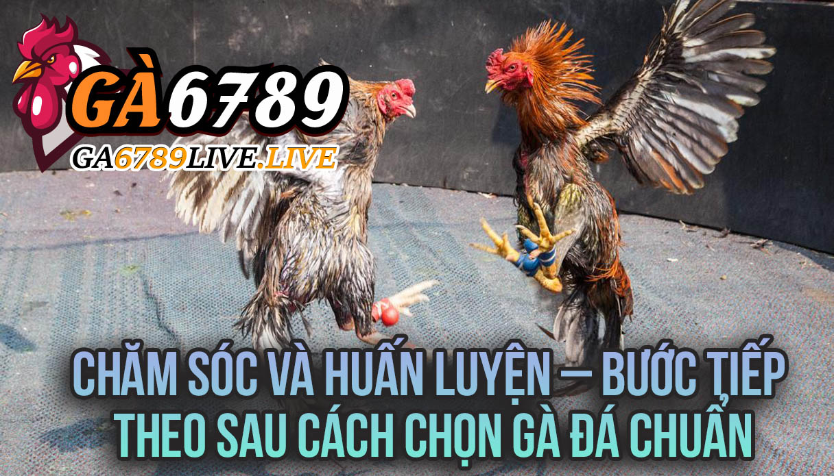 Chăm Sóc Và Huấn Luyện – Bước Tiếp Theo Sau Cách Chọn Gà Đá Chuẩn