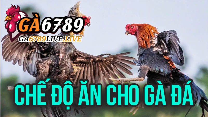 Sai Lầm Cần Tránh Trong Chế Độ Ăn Cho Gà Đá