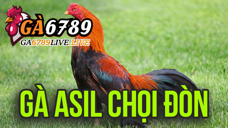 Gà Asil Chọi Đòn