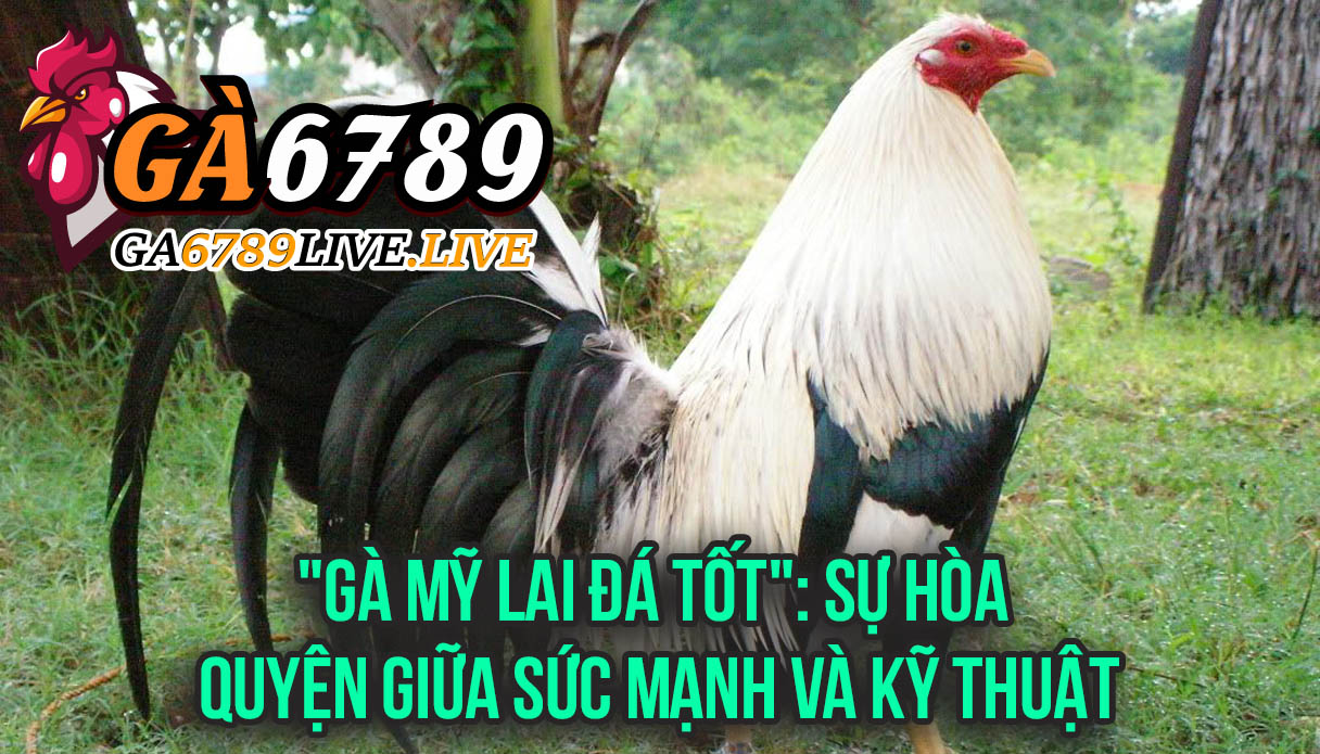 "Gà Mỹ Lai Đá Tốt": Sự Hòa Quyện Giữa Sức Mạnh và Kỹ Thuật