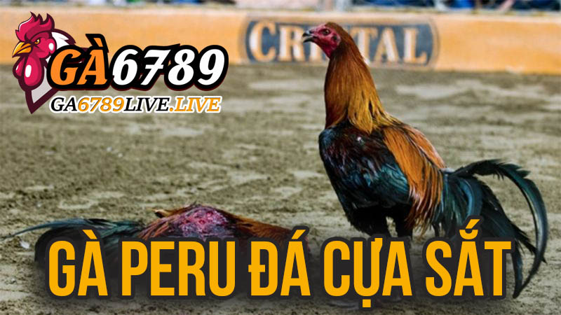 Gà Peru Đá Cựa Sắt