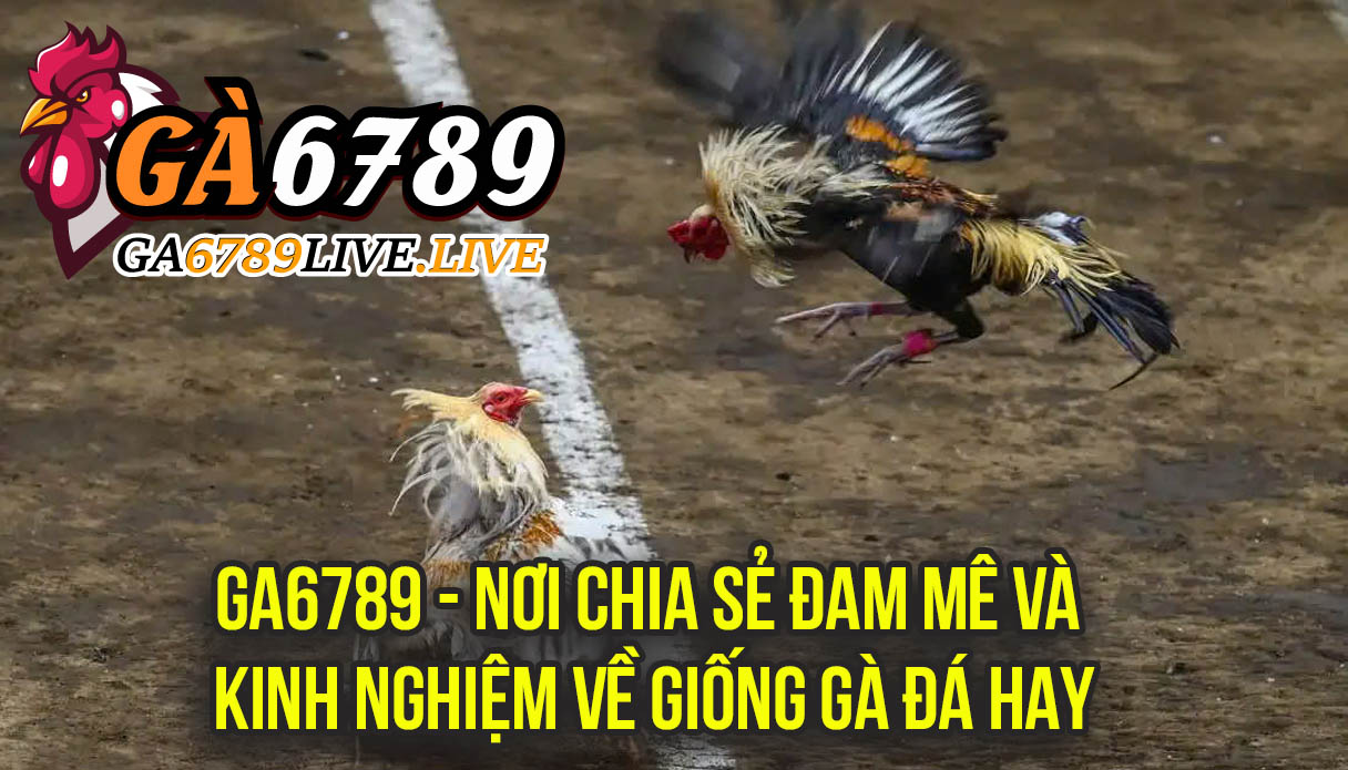 Ga6789 - Nơi Chia Sẻ Đam Mê và Kinh Nghiệm Về "Giống Gà Đá Hay"