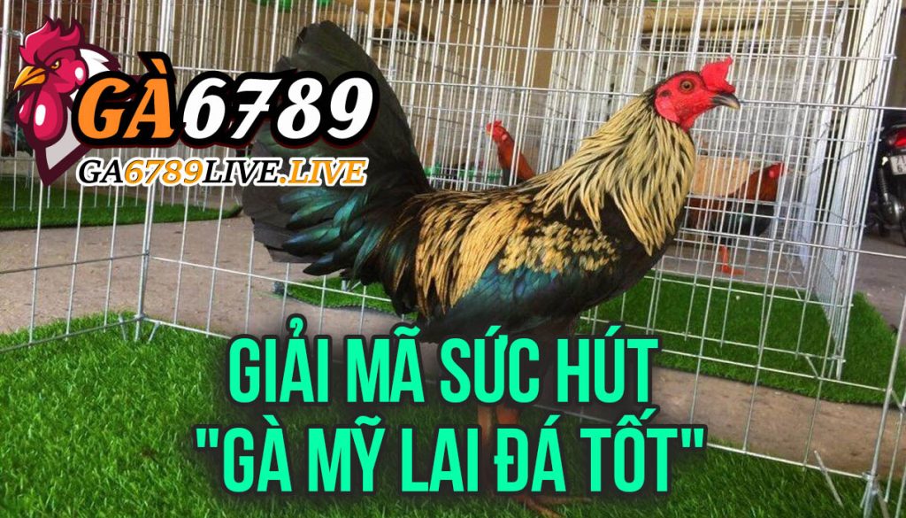 Giải Mã Sức Hút "Gà Mỹ Lai Đá Tốt": Góc Nhìn Chuyên Sâu Từ Ga6789