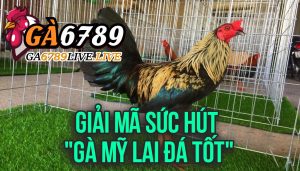 Giải Mã Sức Hút "Gà Mỹ Lai Đá Tốt": Góc Nhìn Chuyên Sâu Từ Ga6789