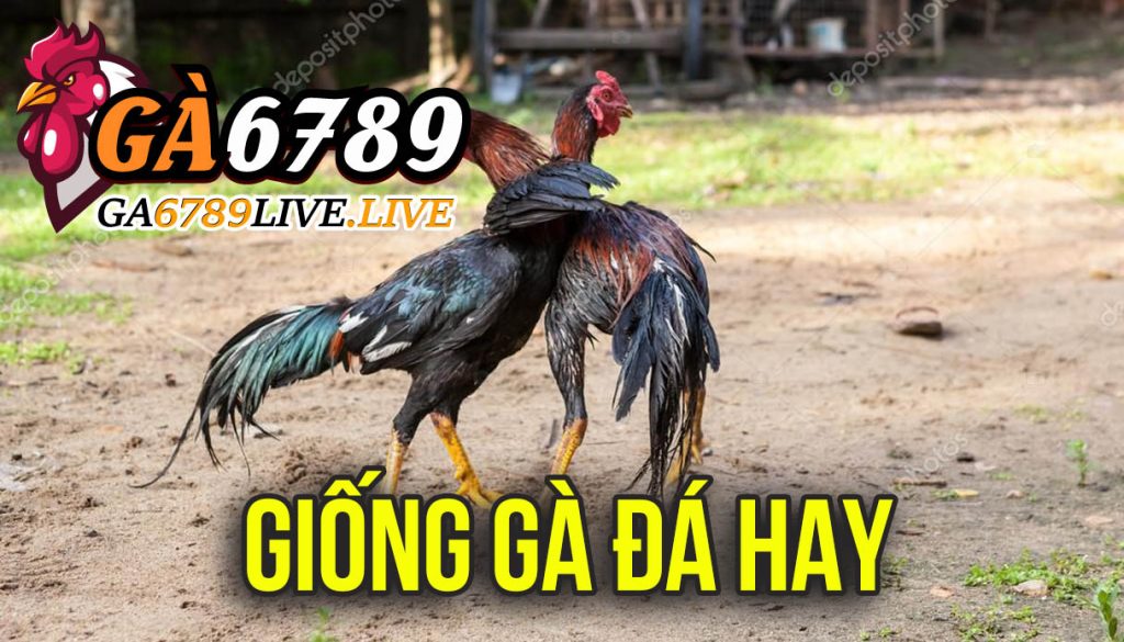 Giống Gà Đá Hay