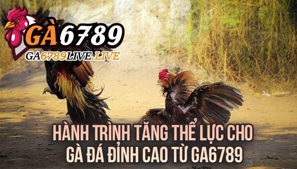Hành Trình Tăng Thể Lực Cho Gà Đá Đỉnh Cao Từ Ga6789