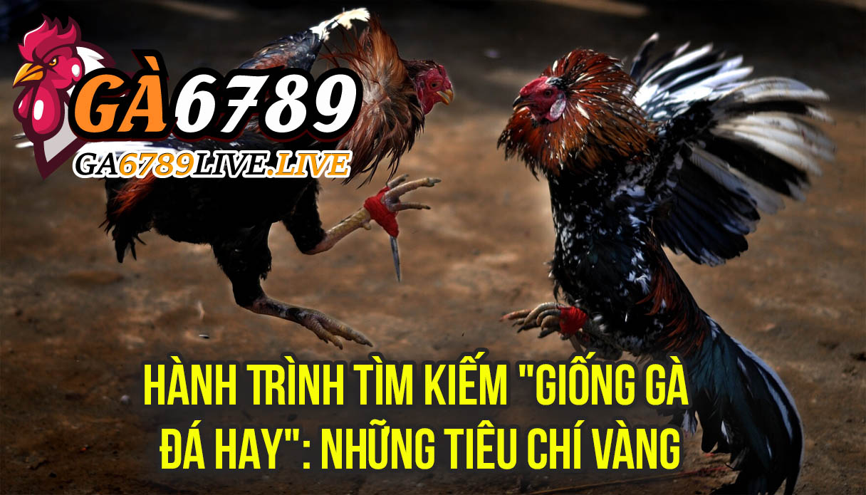 Hành Trình Tìm Kiếm "Giống Gà Đá Hay": Những Tiêu Chí Vàng
