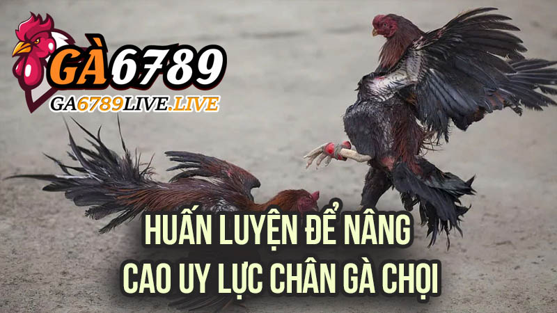 Huấn Luyện Để Nâng Cao Uy Lực Chân Gà Chọi