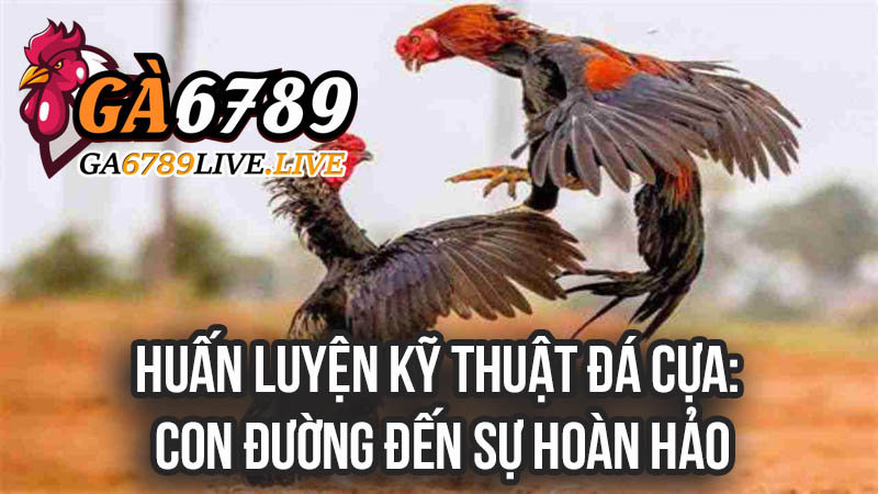 Huấn Luyện Kỹ Thuật Đá Cựa: Con Đường Đến Sự Hoàn Hảo