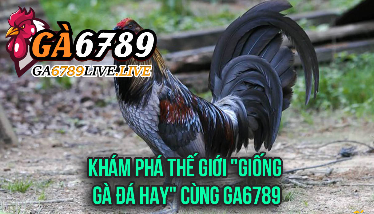 Khám Phá Thế Giới "Giống Gà Đá Hay" Cùng Ga6789