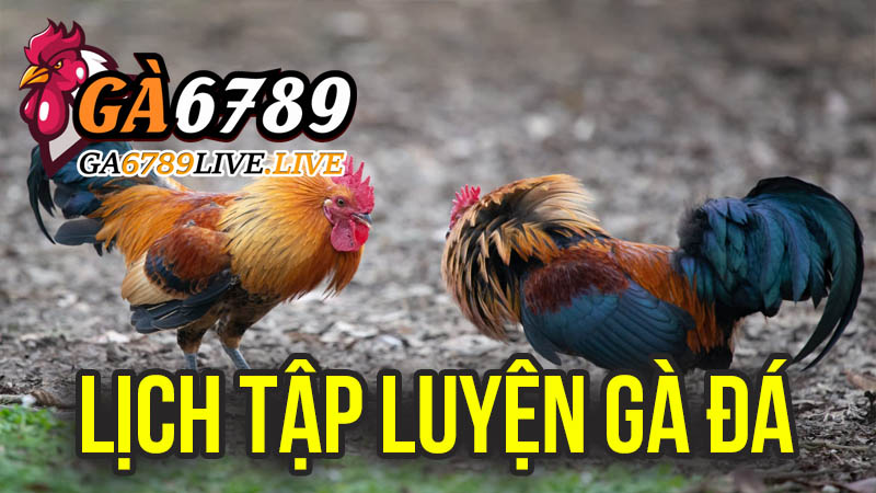 Lịch Tập Luyện Gà Đá