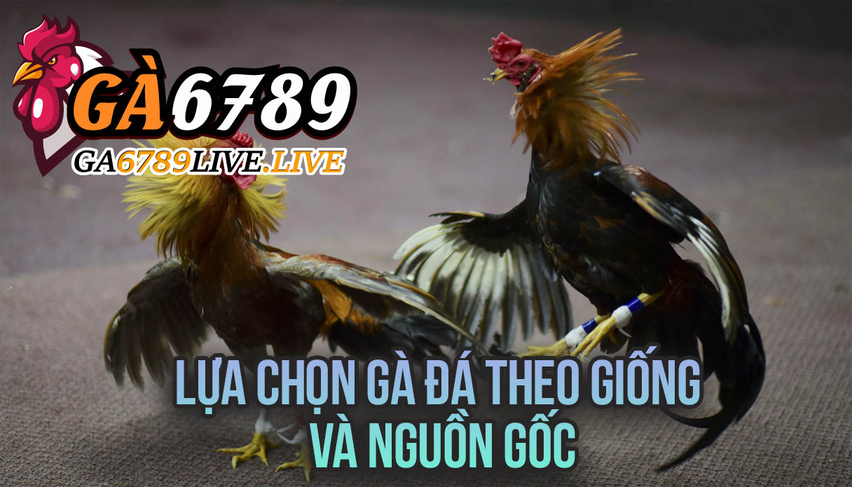 Lựa Chọn Gà Đá Theo Giống Và Nguồn Gốc
