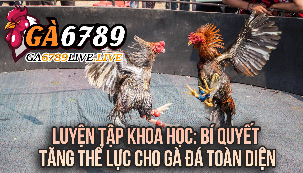 Luyện Tập Khoa Học Bí Quyết Tăng Thể Lực Cho Gà Đá Toàn Diện