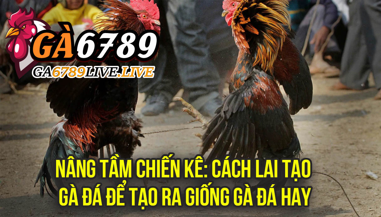 Nâng Tầm Chiến Kê: Cách Lai Tạo Gà Đá Để Tạo Ra "Giống Gà Đá Hay"