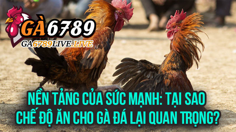Nền Tảng Của Sức Mạnh: Tại Sao Chế Độ Ăn Cho Gà Đá Lại Quan Trọng?