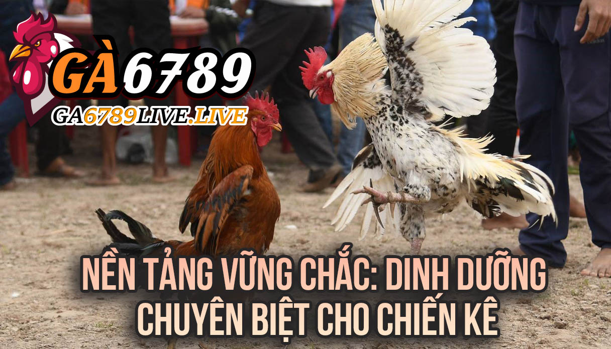 Nền Tảng Vững Chắc: Dinh Dưỡng Chuyên Biệt Cho Chiến Kê