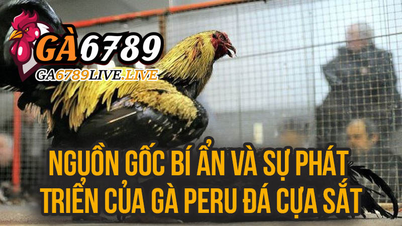 Nguồn Gốc Bí Ẩn và Sự Phát Triển Của Gà Peru Đá Cựa Sắt