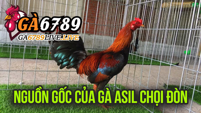 Hành Trình Ngược Dòng Lịch Sử: Nguồn Gốc Của Gà Asil Chọi Đòn