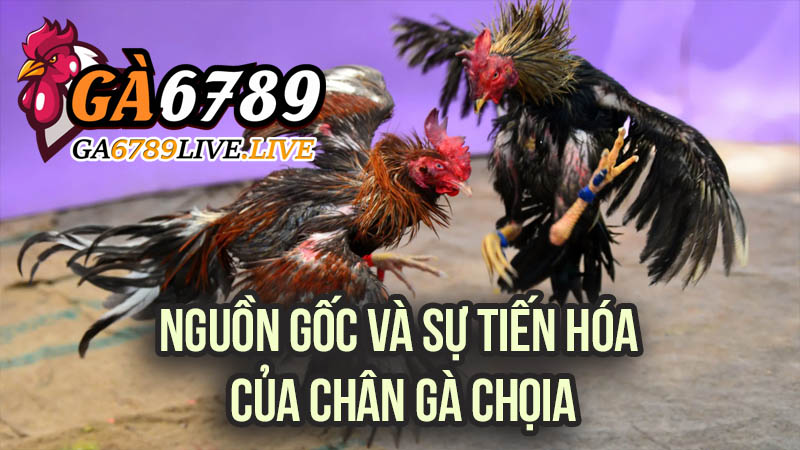 Nguồn Gốc và Sự Tiến Hóa Của Chân Gà Chọi