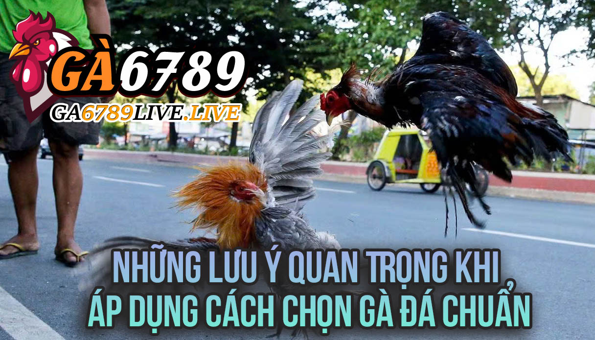 Những Lưu Ý Quan Trọng Khi Áp Dụng Cách Chọn Gà Đá Chuẩn