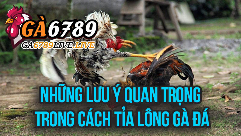 Những Lưu Ý Quan Trọng Trong Cách Tỉa Lông Gà Đá