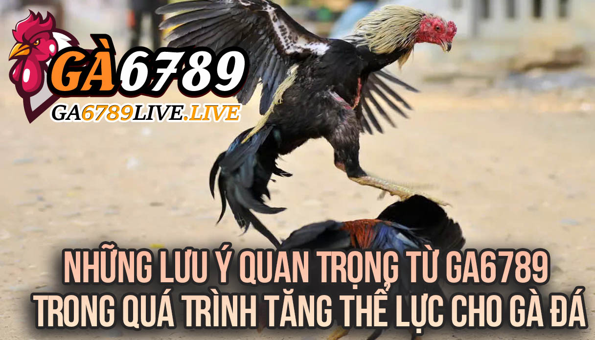 Những Lưu Ý Quan Trọng Từ Ga6789 Trong Quá Trình Tăng Thể Lực Cho Gà Đá