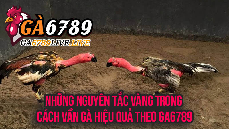 Những Nguyên Tắc Vàng Trong Cách Vần Gà Hiệu Quả Theo Ga6789