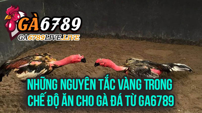 Những Nguyên Tắc Vàng Trong Chế Độ Ăn Cho Gà Đá Từ Ga6789