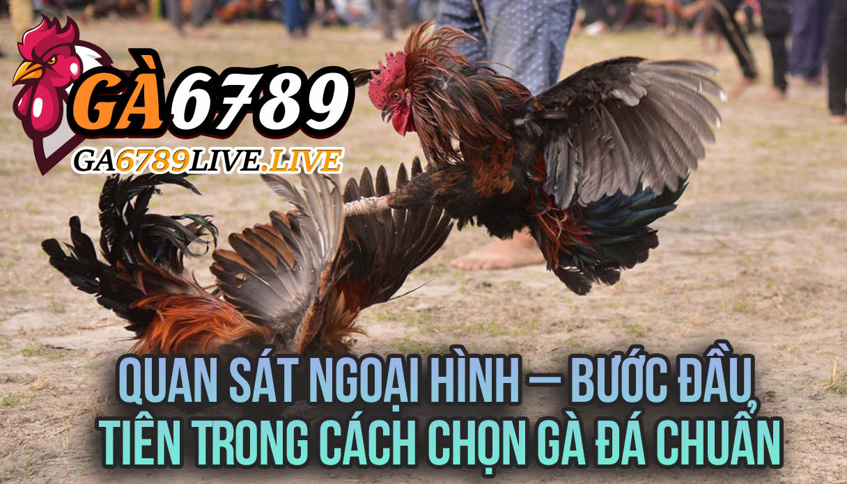 Quan Sát Ngoại Hình – Bước Đầu Tiên Trong Cách Chọn Gà Đá Chuẩn