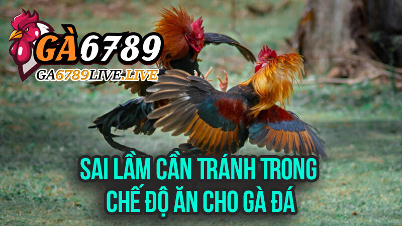 Sai Lầm Cần Tránh Trong Chế Độ Ăn Cho Gà Đá
