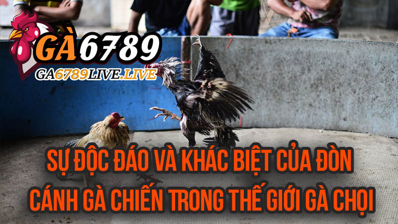 Sự Độc Đáo và Khác Biệt Của Đòn Cánh Gà Chiến Trong Thế Giới Gà Chọi