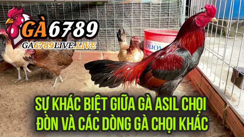 Sự Khác Biệt Giữa Gà Asil Chọi Đòn và Các Dòng Gà Chọi Khác