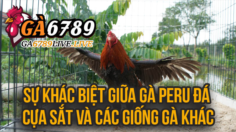 Sự Khác Biệt Giữa Gà Peru Đá Cựa Sắt và Các Giống Gà Khác